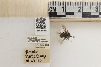 Media type: image;   Entomology 788362 Aspect: Labels